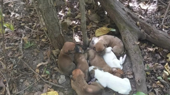 Sauvée par des randonneurs, cette chienne affamée et affaiblie a pris soin de ses 10 chiots nés dans la forêt