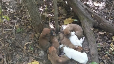 Illustration : "Sauvée par des randonneurs, cette chienne affamée et affaiblie a pris soin de ses 10 chiots nés dans la forêt"