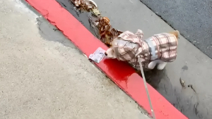 Illustration : "Après avoir trouvé un billet de banque dans la rue, un adorable Corgi est gâté par ses maîtres (vidéo)"