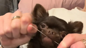 Illustration : "Ce Chihuahua a développé une étrange passion pour le fil dentaire et rendrait jaloux n’importe quel propriétaire de chien (vidéo)"