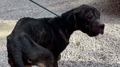 Illustration : Affamé et squelettique, ce chien a repris 10 kg grâce à sa famille d’accueil et se voit offrir une nouvelle chance