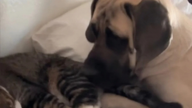 Illustration : À force de patience, ce chien réussit à convaincre son ami chat de jouer avec lui, malgré le peu d’envie dont celui-ci faisait preuve (vidéo)
