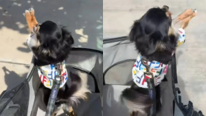 Illustration : "Très sociable et ravi d’être en promenade, ce Chihuahua ne peut s’empêcher de saluer les passants (vidéo)"