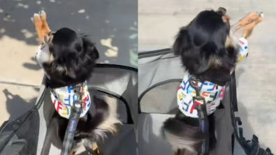 Illustration : Très sociable et ravi d’être en promenade, ce Chihuahua ne peut s’empêcher de saluer les passants (vidéo)