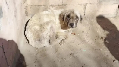 Illustration : Ce chien a dormi dehors pendant 3 ans avant d’être sauvé et de voir sa vie et son apparence métamorphosées (vidéo)