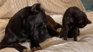 Illustration : "Ce Cane Corso pratique le mimétisme et calque ses attitudes sur celles des chats qui l’entourent (vidéo)"