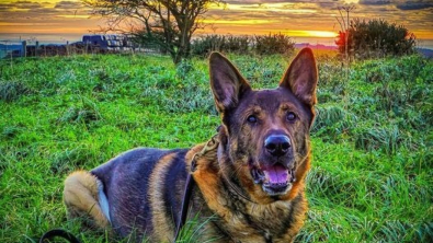 Illustration : Un chien policier à la retraite résout une enquête juste après son opération et sauve un homme