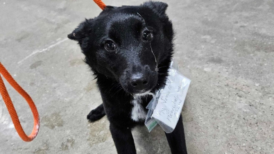 Illustration : La directrice d’un refuge adresse un message rempli de compassion au propriétaire d’un chien abandonné sur un parking