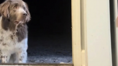 Illustration : Cette femme est prête à faire preuve d’une grande patience pour aider son chien à surmonter ses traumatismes (vidéo)