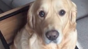 Illustration : "Coincé dans la table basse, ce Golden Retriever attend sagement que son maître termine sa réunion en télétravail pour être tiré de là"