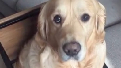 Illustration : Coincé dans la table basse, ce Golden Retriever attend sagement que son maître termine sa réunion en télétravail pour être tiré de là