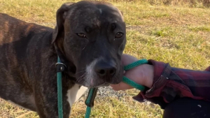 Illustration : "Traumatisée par son passé avec les humains, cette chienne abandonnée réapprend à leur faire confiance grâce la patience d’une âme bienveillante (vidéo)"