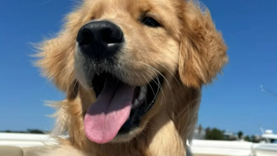 Illustration : Quelques mois après l’avoir adopté, la maîtresse d’un Golden Retriever comprend enfin pourquoi son chien ne grandit pas