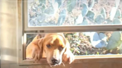Illustration : "Un chien s’invite pour le dîner et les 4 toutous de la famille lui réservent un accueil on ne peut plus chaleureux "