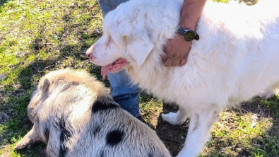 Illustration : Une chienne aveugle est guidée par son ami cochon le long d’une autoroute lors de leur fugue d’une journée