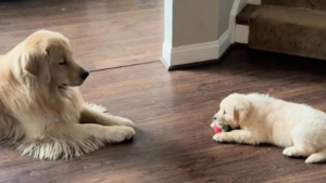Illustration : "Un Golden Retriever accepte sa petite sœur et endosse son rôle de grand frère de la plus mignonne des façons (vidéo)"
