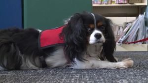 Illustration : "Grâce à son affection et à sa présence au sein de la bibliothèque municipale, ce Cavalier King Charles aide à lutter contre l’illettrisme (vidéo)"