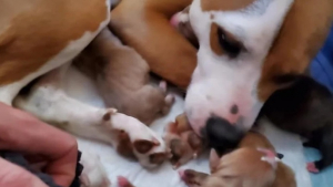 Illustration : "Contre toute attente, cette chienne survit à la mise bas de ses 8 chiots grâce à un extraordinaire élan de solidarité"