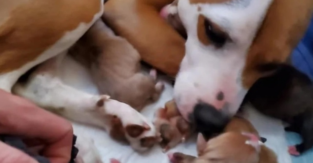 Contre Toute Attente Cette Chienne Survit La Mise Bas De Ses 8 contre-toute-attente-cette-chienne-survit-la-mise-bas-de-ses-8