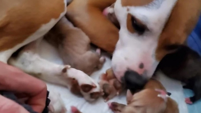 Illustration : "Contre toute attente, cette chienne survit à la mise bas de ses 8 chiots grâce à un extraordinaire élan de solidarité"