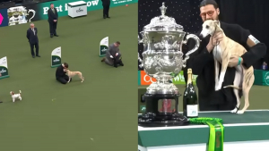 Illustration : "Cette femelle Whippet est la première de son pays à être lauréate de ce prestigieux concours canin (vidéo)"