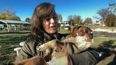 Illustration : Un chien senior se fait voler son fauteuil roulant et sa maîtresse indignée reçoit une aide inespérée