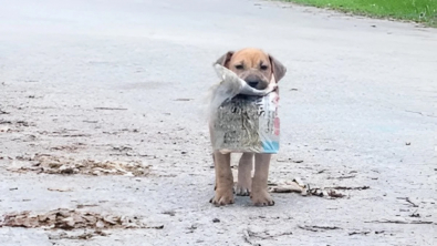 Illustration : En se convertissant livreur de journaux, ce chiot errant capte l’attention d’une bienfaitrice qui lui trouve une famille pour la vie (vidéo)