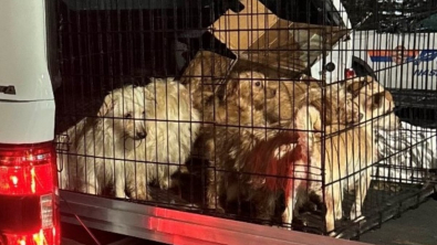 Illustration : Abandonnés dans une minuscule cage, 14 chiots ont pu être sauvés grâce à la vigilance de voisins attentifs