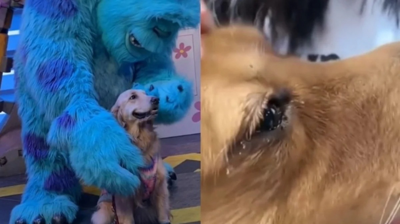 Illustration : Ce Golden Retriever a droit au plus magique des adieux grâce à l’amour de sa famille