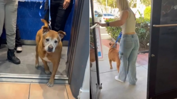 Illustration : Plus de 4 ans après son arrivée au refuge, ce chien senior peut enfin goûter au bonheur d’avoir une famille (vidéo)