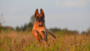 Illustration : "9 races de chiens choisis pour leurs formidables aptitudes de travail et leur grande intelligence"