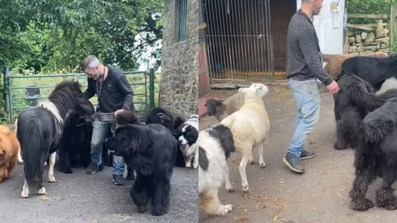 Illustration : Cet homme est accueilli chaque jour par une troupe d&rsquo;animaux et vit l&rsquo;existence dont beaucoup r&ecirc;vent (vid&eacute;o)
