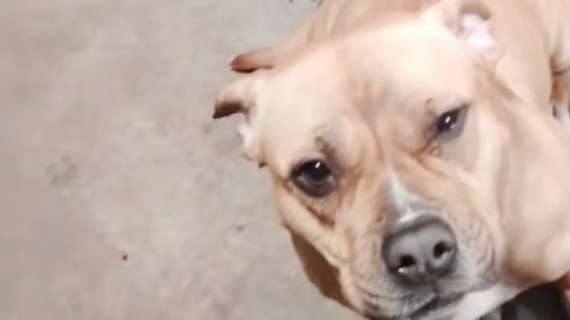 Illustration : Ce chien, qui aime venir en aide aux chiens qu&rsquo;il croise, ram&egrave;ne un chien errant &agrave; la maison (vid&eacute;o)