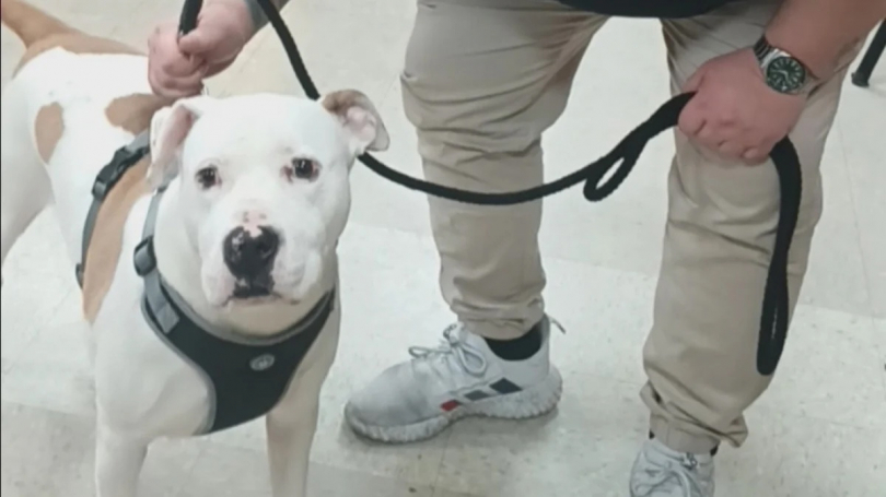 Illustration : Apr&egrave;s avoir pass&eacute; la moiti&eacute; de sa vie en refuge, ce brave toutou finit par trouver un ma&icirc;tre bienveillant (vid&eacute;o)