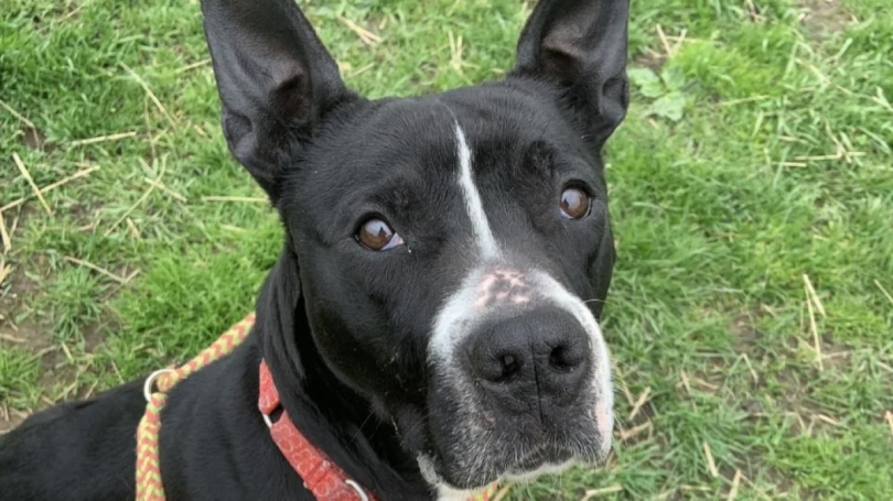 Illustration : Apr&egrave;s 7 ans d&rsquo;une longue attente, cette chienne go&ucirc;te enfin au bonheur gr&acirc;ce &agrave; sa nouvelle famille (vid&eacute;o)