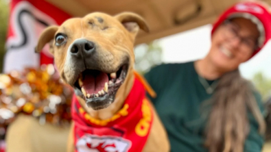 Illustration : Âgée de 10 ans et borgne, cette femelle Pitbull attend sa famille pour la vie depuis plus de 4 ans au refuge
