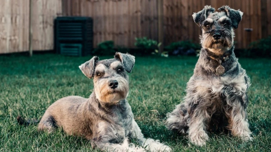 Illustration : 5 précautions à prendre pour éviter que votre chien ne s’échappe de votre jardin