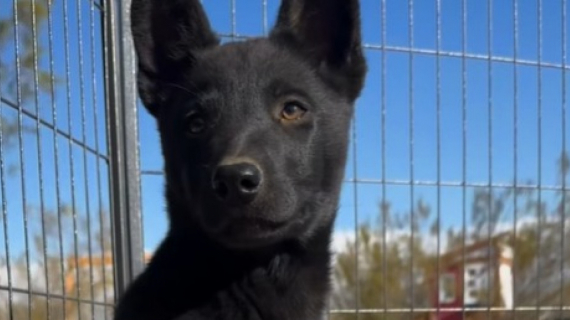 Illustration : Seul dans le d&eacute;sert, ce chiot sauvage se dirige instinctivement vers les membres de ce refuge pour chiens errants (vid&eacute;o)