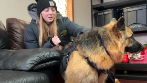 Illustration : "Quand elles n’ont pas de match, les joueuses de cette équipe de volley-ball offrent leur temps libre aux chiens d’un refuge"