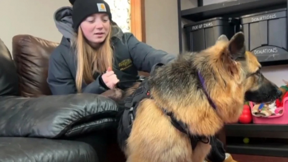 Illustration : Quand elles n&rsquo;ont pas de match, les joueuses de cette &eacute;quipe de volley-ball offrent leur temps libre aux chiens d&rsquo;un refuge