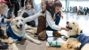 Illustration : "Dino, un Golden Retriever, met ses compétences au service de voyageurs anxieux à l’idée de prendre l’avion"