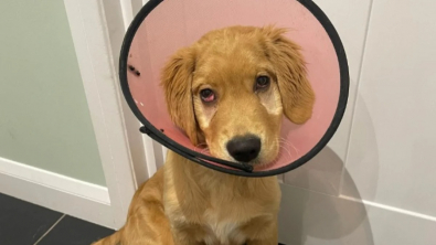 Illustration : "Après avoir été adopté, un chiot Golden Retriever enchaîne les problèmes de santé et sa nouvelle maîtresse découvre de quoi il retourne "