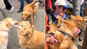 Illustration : "En souvenir de son passé en or et en l’honneur de son nom, une ville crée une fête entièrement consacrée aux Golden Retrievers (vidéo)"