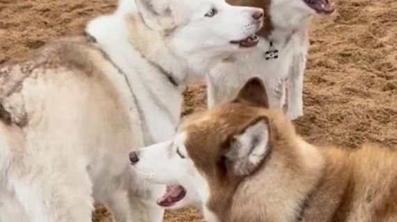 Illustration : Un Husky &agrave; 3 pattes tente adorablement de s&rsquo;int&eacute;grer aupr&egrave;s de ses cong&eacute;n&egrave;res lors d&rsquo;un &eacute;v&eacute;nement d&eacute;di&eacute; &agrave; cette race de chien (vid&eacute;o)