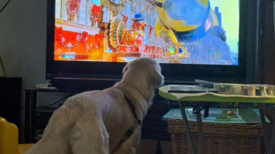 Illustration : "Ce Golden Retriever expérimente une nouvelle technique comportementale pour apprendre à aboyer (vidéo)"