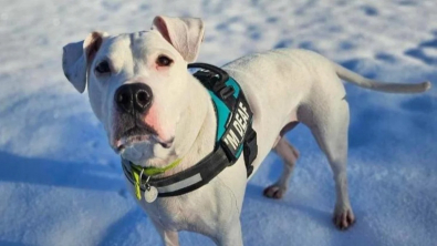 Illustration : Un Pitbull sourd de naissance apprend le langage des signes pour multiplier ses chances d’être adopté (vidéo)