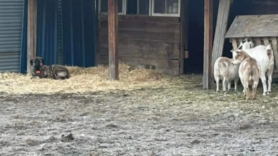Illustration : Un Berger d’Anatolie s’échappe d’un refuge et choisit son foyer en se faufilant par la porte d’une ferme restée ouverte