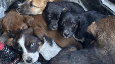 Illustration : Destinés à une vie d’errance, 7 chiots abandonnés saisissent une opportunité lorsqu’un couple en buggy passe près d’eux