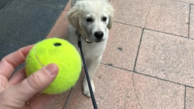 Illustration : Ce chiot Golden Retriever suit avec envie un livreur de balles de tennis, sa ténacité va être récompensée (vidéo)