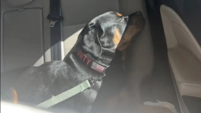 Illustration : Son chien ne s’alimentant plus, elle pense qu’il est mourant, alors qu’il est juste difficile (vidéo)